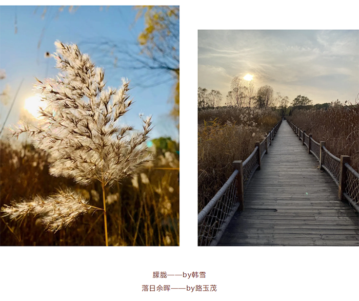 1614052156707571.png 【健步走】美美哒摄影作品已出炉,欢迎围观!_09.png